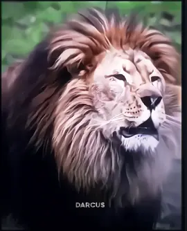 TIGER KING 🐯#zoology #zoo #animal #foryou #fyp #tiger #tigerking #animals #animalworld #wildlife #lion #animalsoftiktok #wildanimals #history #biology #nature 