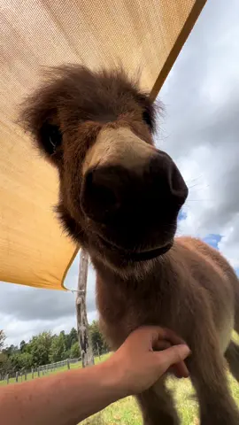 Truer words have never been spoken. #fyp #donkey #minidonkey #donkeysoftiktok #farm #farmtok #maui #hawaii 