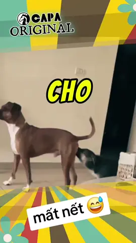 coi chừng kao nha 🤣 #dog #pets #animals #funny #comedy #trynottolaugh #trending #foryou #viral #xuhuong #fyp 