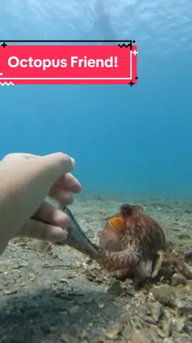 My new bestie is an OCTOPUS 🐙 #fyp #foryoupage #octopus 