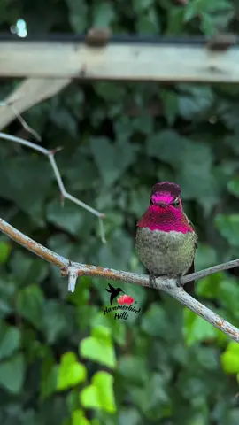 Nature’s true gem 💎✨ #hummingbirds #nature #annashummingbird  . Share this video with friends and family to spread the joy of hummingbirds ✨ . . © All rights reserved.  Don’t use without permission.  . . . #birds #naturelover #Outdoors #birdwatching #gardenbirds #featherperfection #instabirds #wildlife #hummingbirdfeeder #backyardbirds #birdsinflight #hummingbird  #hummingbirdsoftiktok #asmr #foryou #vibes #WeekendVibes #viral #fyp #foryoupage #reels #birdreels #naturereels #reels__tiktok #viralvideo 