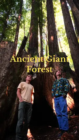 Nature keeps growing, but our old growth forests are irreplaceable. Let’s protect them. Tag a tree-lover! #friendship #wholesome #hopecore #wesanderson #redwoods