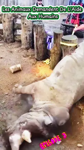 Les animaux demandent de l’aide aux humains! #satisfyingvideos #satisfying #fyp #animals 