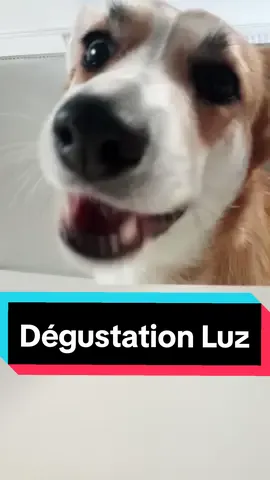 Dégustation par mon chien 🐕 #chien #animal #degustation 