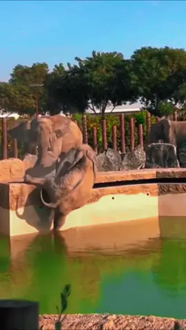 Elephant falling down Follow @The Nature's Symphony 💙