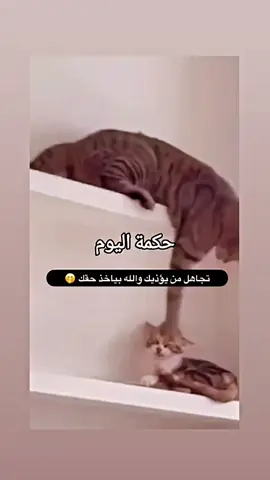 #pfypシ #مقاطع_ضحك #🤣🤣🤣 #fuuny #😂😂😂 #مقاطع_مضحكة #explore #🦋 #الشعب_الصيني_ماله_حل😂😂 #fypシ゚viral #اضحك_من_قلبك #fypage #fy 