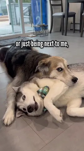 I never knew how much I needed these two until they came into my life ♥️ #dogs #unconditionallove #huskies #goberian #fyp 