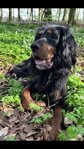 #capcut#gordonsetter#dogsoftiktok #dogs #fypシ゚viral🖤tiktok #viraltiktok#dogmom #foryoupageofficiall 