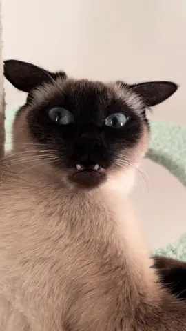 what did she sayyyyyyy😳 #stitch squishiesophie #catsoftiktok #cattok #PetsOfTikTok #foryou #CapCut 