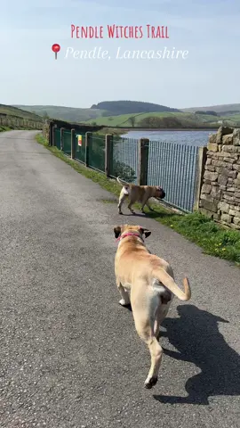 Pendle Sculpture Trail with the big girls 🧙 #boerboelsoftiktok #pendlesculpturetrail #pendlewitchtrials #pendle #lancashire #dogfriendly #dogsoftiktok #dog #boerboelsoftiktok #mastiff #viral #fypシ゚viral #viralvideo #doglover 
