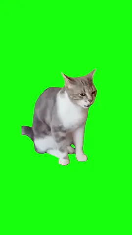 Sometimes I’m Alone – Cat Singing | Green Screen #cat #catmeme #sometimesimalone #meow #cats #catlover #fyp #meme 