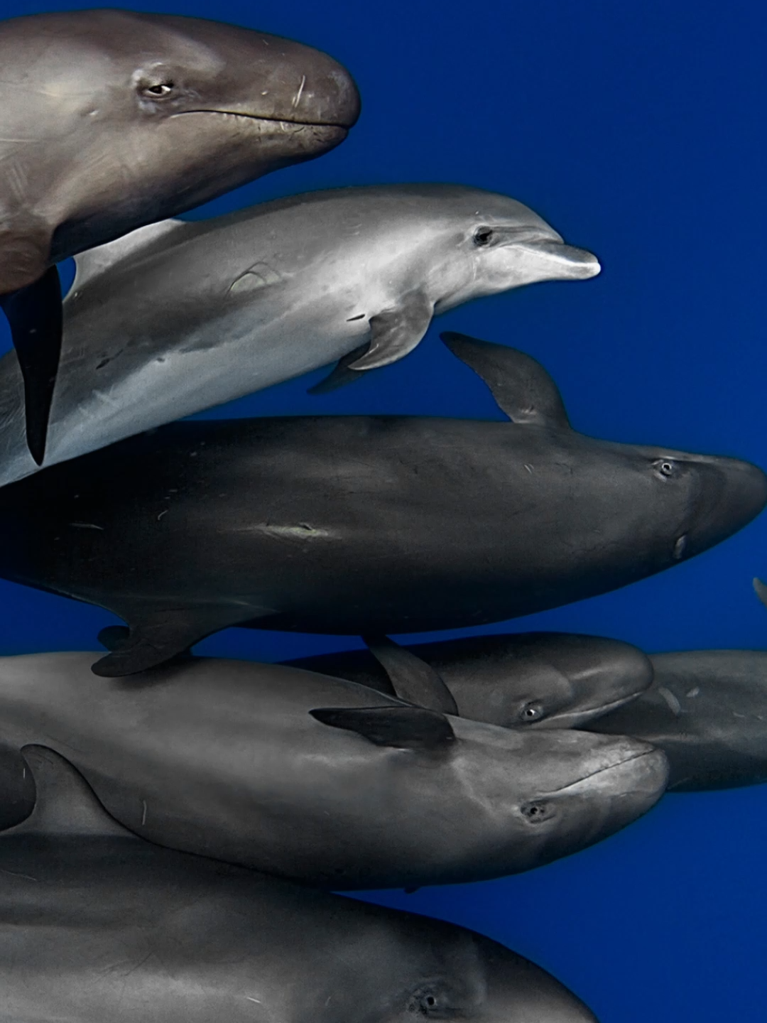 🐬🐋 When predators become pals! Watch these false killer whales and dolphins go from chase to chumminess! #realanimaldoozy #animaldoozy #animal #animals #animalsoftiktok #animallover