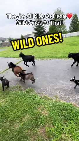 They’re All Kids At Heart❤️ Wild Ones At That!#fyp #foryou #wildone #wildones #wildchild #kids #babygoats #babyanimals #goats #farmlife #homestead 