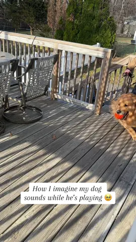 Once a puppy always a puppy 🥹 #goldenretriever #dogs #pets #animals #funny #cute #puppy 