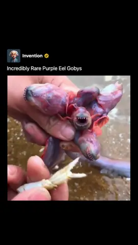The Odontamblyopus Goby, often referred to as the Purple Eel Goby, is a fascinating denizen of the coastal waters, distinguished by its elongated, serpentine body and a captivating hue that ranges from deep violet to rich purple.  Unlike its namesake, this goby lacks the intimidating appearance of an eel, instead showcasing a slender yet graceful form adorned with subtle iridescence that glimmers in the dappled sunlight filtering through the ocean’s surface. Its streamlined profile facilitates effortless navigation through the intricate coral reefs and sandy seabeds it calls home, while its large, expressive eyes are keenly attuned to detecting the slightest movement in its environment.  Despite its diminutive size, the Odontamblyopus Goby possesses a distinct presence, its delicate fins and intricate patterning adding to its allure. This elusive creature, with its enigmatic beauty and elusive nature, serves as a reminder of the wonders that lie beneath the waves, waiting to be discovered by those who dare to explore the depths. #History #Science #education #learn #invention #entertainment #news #interesting #Tech #facts #story #fyp #viral #explore 