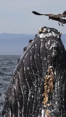 Here’s a closeup of the chin/ throat region of a Humpback whale performing an unexpected vertical lunge. You can see all the barnacles that these whales carry with them and can better understand why they breach & chin slap so often to knock those pesky hitch-hikers off. 🐳Book now using link in bio🎉 #whalewatching #whale #closeup #humpbackwhale #breach #jump #fly #low #barnacles #lunges #wildlife #montereycalifornia #coast #cali #sun #fun