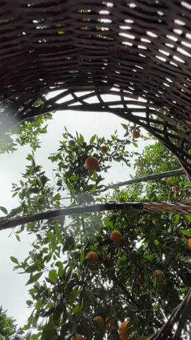 Immersively picking oranges for aunts#fyp
