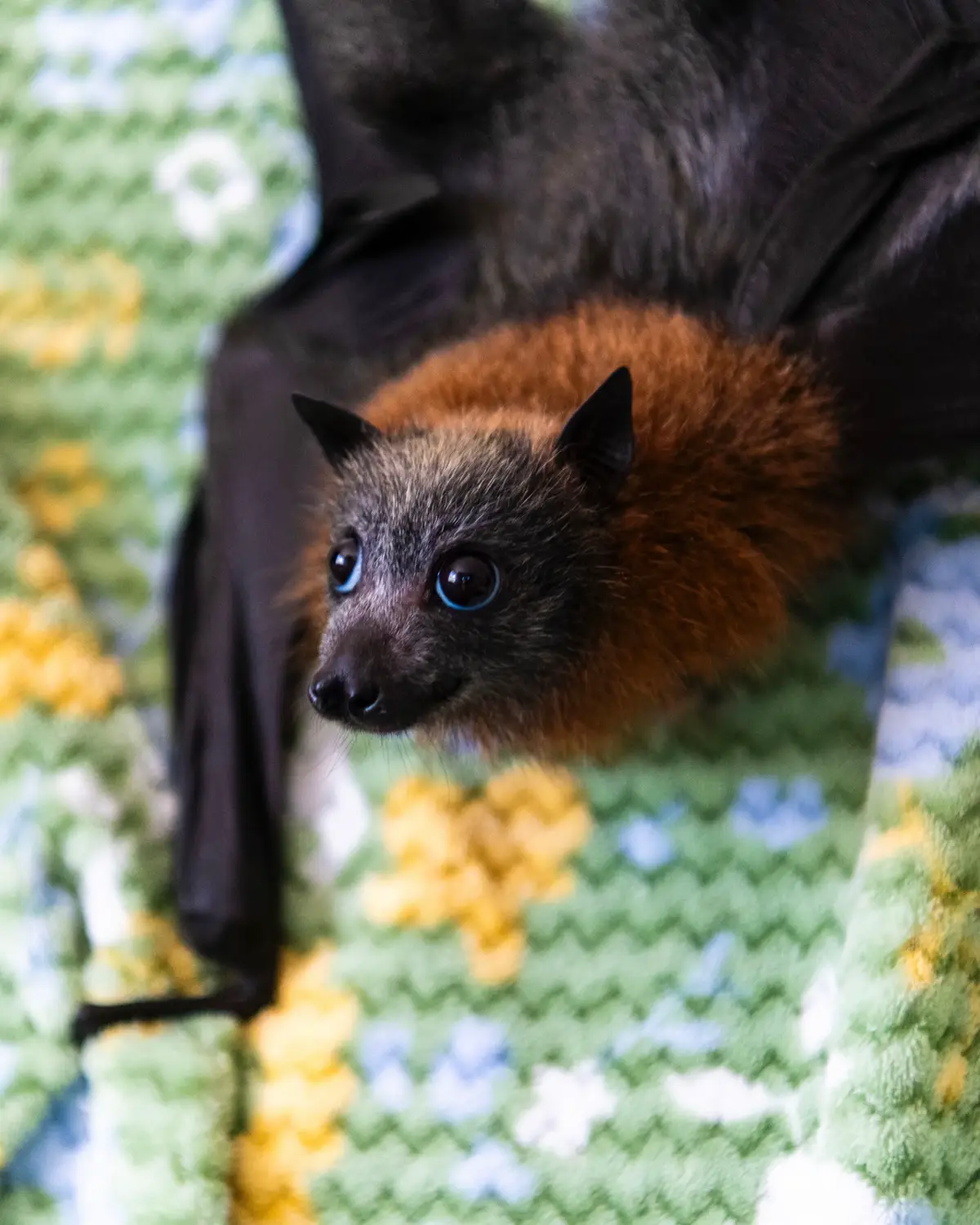 Australia’s grey-headed flying-foxes (Pteropus poliocephalus) aren’t just adorable; they’re vital pollinators that disperse thousands of fruit seeds each night as they feed. Sadly, hundreds of flying-fox pups are orphaned yearly as extreme heat events and collisions with man-made structures cause fatalities for their mothers. Thankfully, specialist carers are raising these orphaned pups and protecting this notable native species. Head to the link in our bio or pick up the latest issue of Australian Geographic to learn more 🦇 📷 Annette Ruzicka #ausgeo #australia #seeaustralia #australiangeographic #bat #bats #batbabies #animal #animals #cuteanimals #cute #babyanimals #flyingfox #australiananimals #animalsoftiktok #nativeanimals #nature #wildlife #photo #aussie #aussiecore #animalrescue #conservation #wildlifephotography #naturephotography #fox #travel #exploremore #pup #puppy