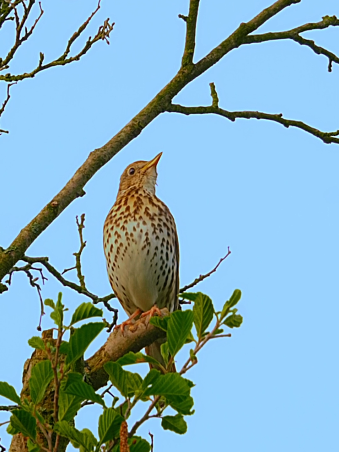 Thrush and hiffchaff - spring bird symphony #birds #birdsoftiktok #birdswatcher #birdsphotography #nature #birdssinging #birdsounds #fyp #fypシ #fy #nature  #wildlife #birdsong #forest #spring #thrush #nightingale