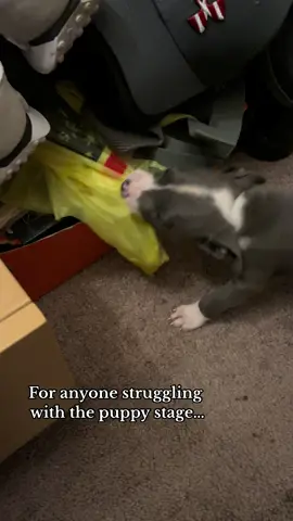 Cherish the puppy stage!😵‍💫😏😂 #babydallas #dallyboy #dallasthepitbull #pitbullsoftiktok #staffysoftiktok #pittylove #staffylove #dogtok #pitbullpuppy #staffypuppy #teenagephase #sendhelp @jndgibbs99 
