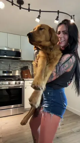This was a WORKOUT 🤣 #goldenretriever #goldenretrieverlife #goldenboy #puppylove #dogtok #dogsoftiktok #dogs #golden #goldenretrieverpuppy 