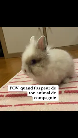 Le pauvre chouchou pourtant on l’aime très fort 🩷 #animaldecompagnie #fyp #pourtoi 