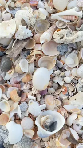 SEBANYAK ITU DONG CANGKANG KERANG NYA🐚🐚🐚 #pantai #cangkangkerang #kerang #pulau #shell #masak #masakansimple 