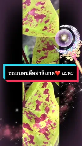 #เทรนด์วันนี้ ชอบบอนสีอย่าลืมกด❤️ นะคะ😁#บอนสี #บอนสีราชินีไม้ใบ #caladium #caladium #caladiumthailand #caladiumthailand 