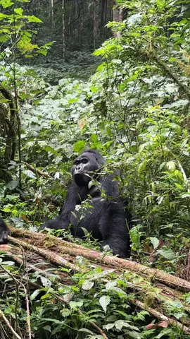 we have offers for those who want to travel in October, November and June, kindly, inboxes for more information. This offer is only available in November and October. We have New packages for those who wants to visit Gorillas but they have limited time, we have 2 Days Gorilla Trekking experience, 3 Days Gorilla trekking and 4 Days Gorilla trekking we came up with these packages for those who have limited time, inbox Us for more information. Uganda is home to half of the world’s mountain gorilla population and is one of the few countries where you can encounter them in their natural environment. . The money paid for gorilla trekking permits help to provide safety of the endangered mountain gorillas you coming to trekk the Gorilla you contribute a lot on their existence Video creadit unknown inbox for credit or removal For booking or inquiries  Email: info@kisembosimbauganda.com What’s app: +256773286136 www.kisembosimbauganda.com #askmeaboutuganda #visituganda #creatingmemories #travelphotography #travelwithkisembo #bwindiimpenetrableforest #travelwithkisembo 