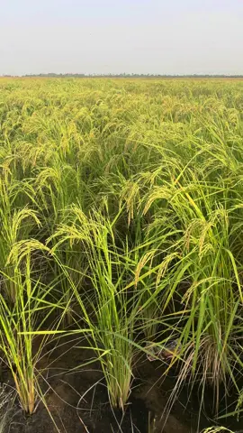 🌾 Découvrez les secrets de la culture du riz ! 🌾 Bonjour à tous ! En tant qu'entrepreneur agricole et ingénieur agronome passionné, je suis ravi de vous présenter les différentes étapes fascinantes de la culture du riz. 🌱🌾 Dans cette vidéo, je vous emmène à travers chaque étape, depuis la préparation du sol jusqu'à la récolte abondante. 🚜💧 👀 Regardez jusqu'au bout pour apprendre des astuces utiles et comprendre l'importance de chaque phase dans la production de ce précieux aliment de base. 👍 Si vous êtes aussi passionné par l'agriculture et la durabilité, n'hésitez pas à me suivre pour découvrir plus de contenus sur mes expériences et mes projets agricoles ! Ensemble, cultivons l'avenir de manière innovante et respectueuse de l'environnement. 🌱💪 N'oubliez pas de liker, de commenter et de partager pour que plus de gens puissent découvrir les merveilles de l'agriculture moderne. 🌾✨ Merci pour votre soutien et à bientôt pour de nouvelles aventures agricoles sur ma chaîne ! 🌱😊 #agriculture #agronomia #cultureduriz  #entrepreneuragricol #innovationagricole #riziculture🌾  #agriculturedurable #greentech  #AgTech #Sustainability #farminglife #agribusiness #ricefarming #farmtotable  #farmlife #modernagriculture 