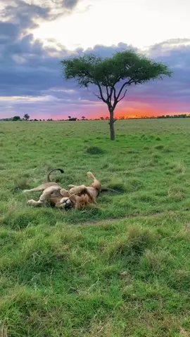 Brotherly love from 2 of the 6 Butamtam pride males.  Grumeti Game Reserve, Tanzania 🇹🇿  #liontiktok #liontok #bigcats #bigcat #lionlovers #lions #lion #lionlover #africa #animalsoftiktok #wildlife #nature #fyp #foryou #animals #lovelions #wildlifephotography #animallover #lionpride #malelions #safari #africanwildlife #wildnature #naturelovers #naturephotography #FY #mapogo #zoo #zoology #trend #trending #foryoupage #viral #brother #cute 