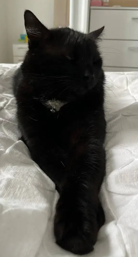 #fyp #catsoftiktok #baddie #nickiminaj #prince #purr 
