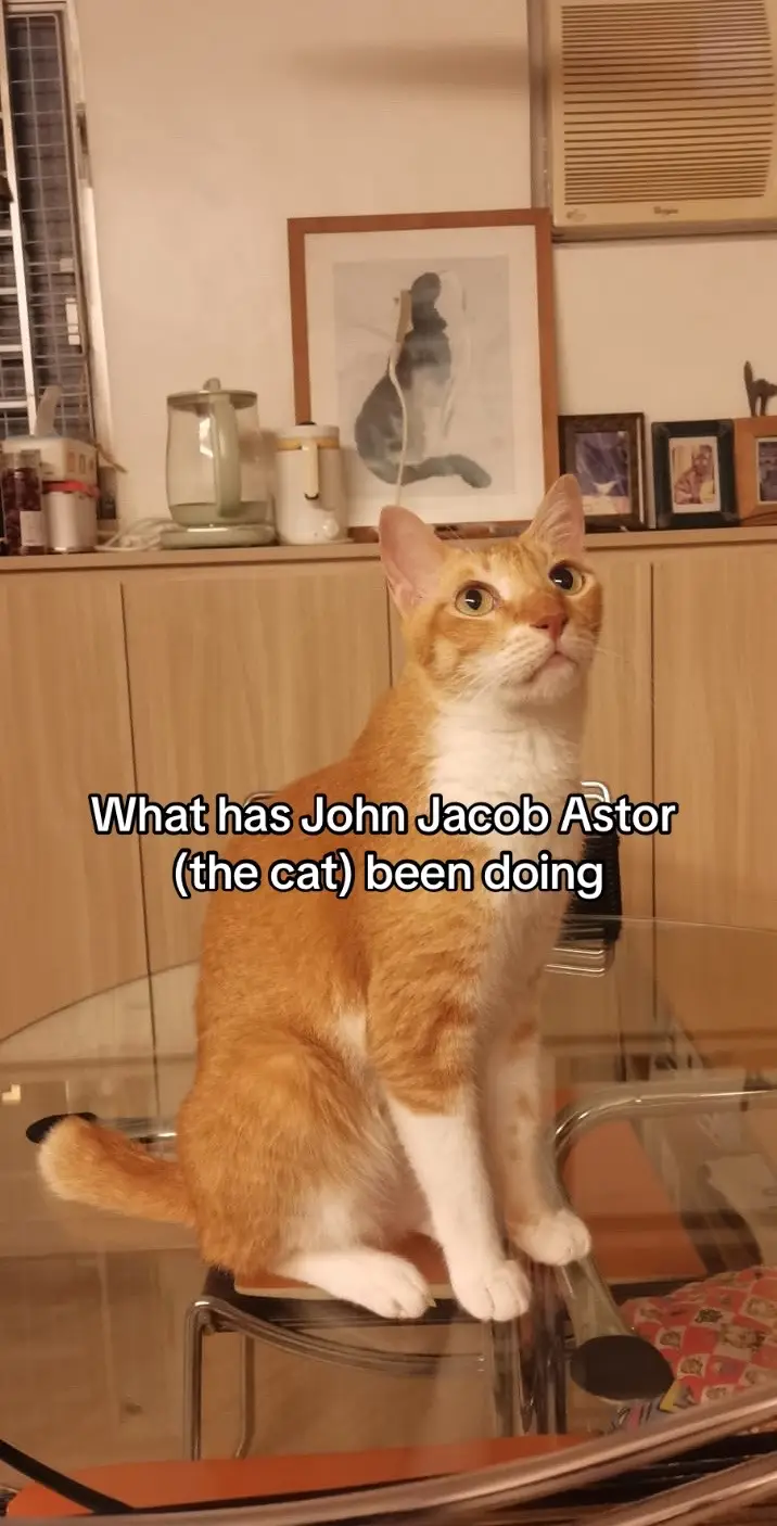 Ex-American millionaire John Jacob Astor IV has been trying to proof that he’s human trapped in a cat’s body and failed again. #cat #orangecatbehavior #xyzbca #fyp #foryou