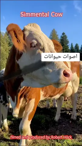 ‏#دويتو مع @Robert Höck #farm ##حيوانات مضحكة للاطفال#شكل الحيوانات قبل 10000 سنة##حيوانات مضحكه##حيوانات للاطفال حقيقة##عالم الحيوانات البرية#حيوانات نادرة#جميع انواع الحيوانات#مقاطع مضحكه حيوانات