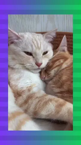 Double the cuddles, double the meows! 🐱🐱 Watch these two adorable kitties snuggle up and serenade each other with the cutest meows. It's a purr-fect harmony of love and comfort! #CuddleCats #MeowingTogether #FelineFriends #PurrfectHarmony #TikTokCats #CatCuddles #MeowChoir #SnuggleSession #AdorableDuo #KittyLove #eyebleach