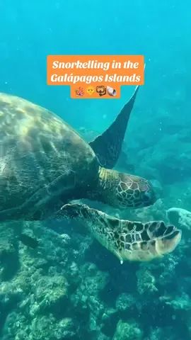 In my Moana era 🪸🌊🌞 Snorkelling in the Galapagos islands was one of the most beautiful experiences of my life 😭🦭🐢📍Isla de San Cristóbal #galapagos #galapagosislands #snorkelling 