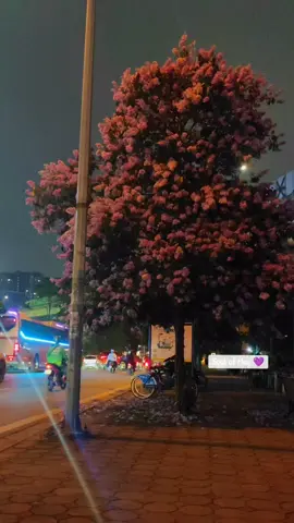 Thành phố của những mùa hoa 💜 #fyb #xuhuong #banglang 
