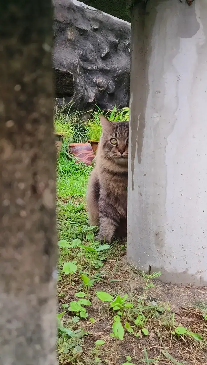 Assalamualaikum & Selamat pagi Sahabat², Acik & Ankel semua 🫰😻 #kucingtiktok #catsoftiktok #duniakucing #weekend 