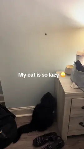 #lazycatsoftoltok #lazycat #fypシ #fyp #cats #catsoftiktok 