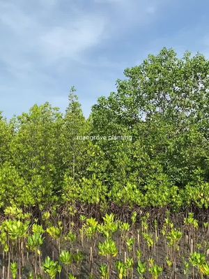 Environmental action for the community. #mangroveforest #mangroveplanting🌱❤ #msuiitcooperative #bakhawan 