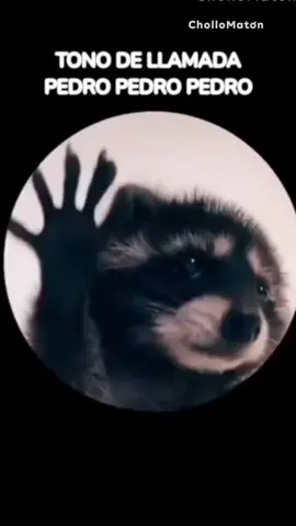 TONO de llamada PEDRO, PEDRO, PEDRO. Ringtone Raffaella Carrà, Jaxomy, Agatino Romero #tonodellamada #tono #ringtone #pedropedropedro #pedro #raffaellacarra #jaxomy #agatinoromero #racoon #mapache