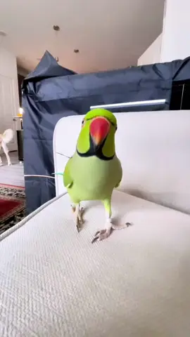 His favorite song. Cookie cookie song #parrot #parrotsoftiktok #bird #fyp #foryou #cockatoos #animals #umbrella #cookiecookie 