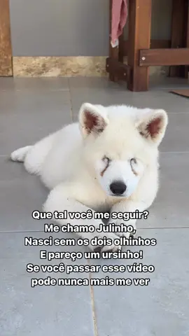Quer ser meu amigo? ❤️ . . . #akitainu #akitapuppy #akitasofinstagram #akita #mãedepet #cachorro #cachorrosfofos #cachorrinho #cachorrosdobrasil #cachorrosdotiktok 