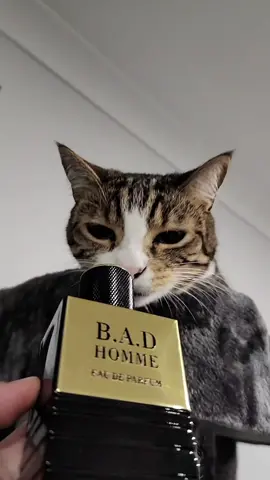 ask riveraedge about B.A.D HOMME from Maison Alhambra. bad homme lmao #badhomme #maisonalhambra #badboycarolinaherrera #riveraedge 
