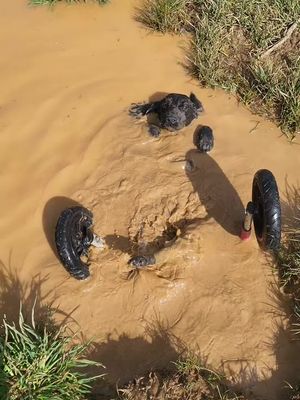 uh-oh....Pearl's in trouble  #cutedog #cockerspaniel #cute #swimmingdog #dogoftiktok #dog #paralyseddog #paralyzeddog #dogwithwheels #muddydog #muddypuddles #fyp #foryou #foryoupage #ladbible 