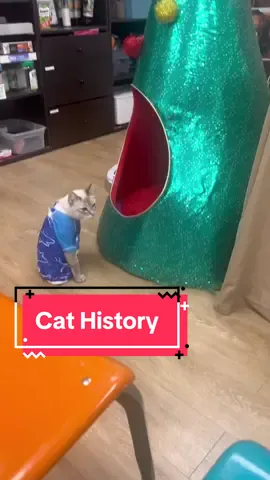 Princess Cecily is getting back to her royal duties! #cathistory #catterydad #princesscecilycc #royals #cathumor 
