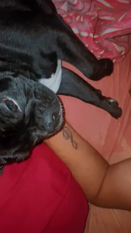 bebe de mamá ❤️🐶#amorperrunoinfinito🐕❤ #buldgfrances💙🥰 