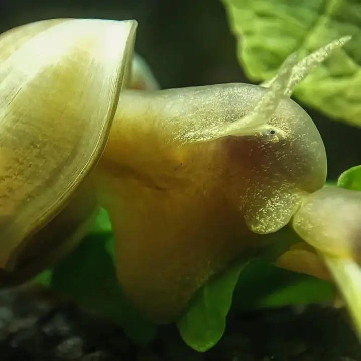 ▶️ Spitzschlammschnecke - Yoda Schnecke | Lymnaea stagnalis - Frisst Wasserlinsen und Hydras - Putztrupp und Gesundheitspolizei - Für das Aquarium und Teich geeignet - Färbung = hellbraun / beige - Wasserhärte= weich bis hart - Verhalten = sehr friedlich - Zucht = einfach - Für Anfänger geeignet Die Spitzschlammschnecke , auch Yoda Schnecke genannt, ist für ihre guten Dienste als Putztrupp im Aquarium bekannt. Ihr Aussehen erinnert durch die spitzen Ohren an Yoda aus Star Wars. Die Yoda Schnecke ist einfach in der Haltung und dabei sehr friedlich. Sie stellt keine hohen Ansprüche an die Wasserwerte und ist deshalb für Anfänger gut geeignet. In einem Gesellschaftsbecken kann die Yoda Schnecke mit anderen Schnecken, Garnelen, Zwergflusskrebsen und anderen friedlichen Bewohnern vergesellschaftet werden. Auch eine Haltung mit friedlichen Fischen ist möglich. Achtung: Eine Vergesellschaftung mit Raubschnecken, schneckenfressenden Schmerlen oder Kugelfischen ist nicht zu empfehlen. Spitzschlammschnecken sind im Aquarium als Putztrupp und Algen-Polizei geschätzt. --- Darüber freuen sich auch die anderen Bewohner in meiner Aquarium Zuchtanlage: Zwerggarnelen / Garnelen, Wasserschnecken, Krebse, Krabben, Wasserpflanzen, Moose.. 🦐🌿 Aqua Birne Shop: Aqua - Birne . de 🐌🦞 ▶️ Folge mir gerne für mehr! Aquaristische Grüße Daniel Birnbaum, die Aqua Birne 🍐🤠👍 . . . #Aquarium #garnelenaquarium #garnelenbecken #wasserschnecken ##fische #teich #gartenteich #aquaristik 