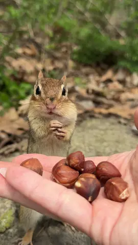 LISTEN TO INSTRUCTIONS! #funny #animals #cute #comedy #humor #nature #wildlife #charlie #chipmunk #smart #obedience 