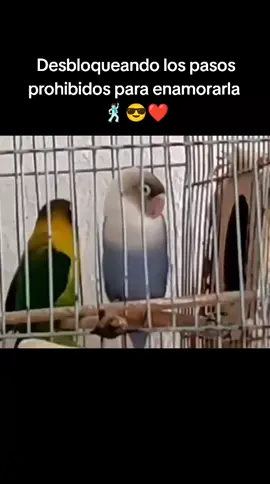Ojalá funcione 🙏🏻 . . #like #tbt #follow #birds #dance #new #post #video #random #tiktoknews #tiktokviral #likeandfollow #meme #pajaros 